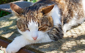 奴才必讀！喵星人的夏季飼養原則