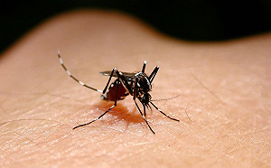 新竹首例日本腦炎確診  患者發燒頭痛並昏睡