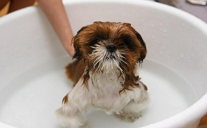 夏天好熱！汪星人這樣洗澡就對了