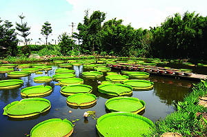 秘境找地景！桃園夏日小旅行玩得嫑嫑的
