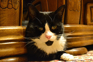 貓皇好膽小！奴才該怎辦才好？