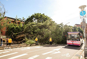颱風尼莎釀45人傷 台北市近年最多