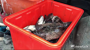 颱風小確幸？鄉民水溝狂撈龍膽石斑