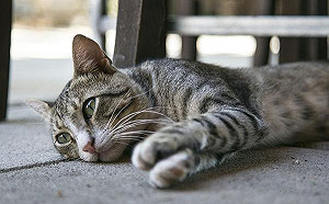 注意！這些症狀要馬上帶喵喵去醫院