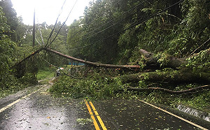 快訊》阿里山公路已排除倒樹10:30搶通