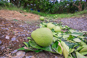 農損破2億  宜蘭最慘佔全台一半