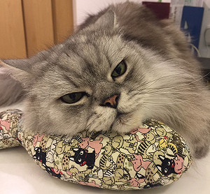 頭好重！？貓咪為何總喜歡靠下巴