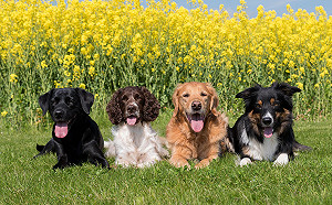 毛小孩教育不能等  動保處開課來教你