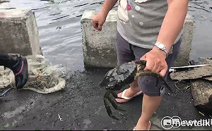 「疫」波未平「疫」波又起！中國11省再爆「甲殼類謎之病毒」疫情