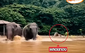 (影)清邁大洪水襲擊！大象慘遭大水沖走溺斃 工作人員悲痛欲絕 