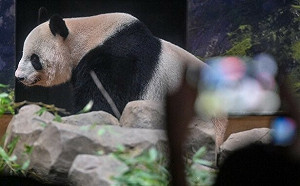 (影) 動物外交走到盡頭？日人接連在中國遇刺 日本送還中國朱鷺與大熊貓