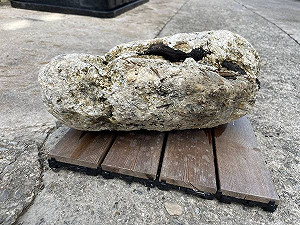 颱風過後有驚喜? 「漂浮黃金」龍涎香澎湖現蹤!村長證實:鑑定中