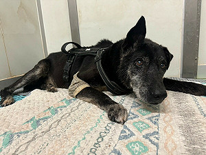 寵物安寧善終 每位飼主都要學習的課題