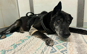 寵物安寧善終 每位飼主都要學習的課題