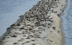 台灣西海岸泥灘地消失近六成!專家:已嚴重威脅候鳥遷徙