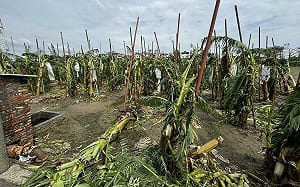 山陀兒颱風農損全品項現金救助  高市府即日起受理申請