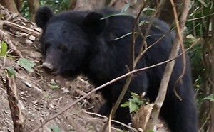 屏東首傳台灣黑熊受困 右掌手術後須截肢