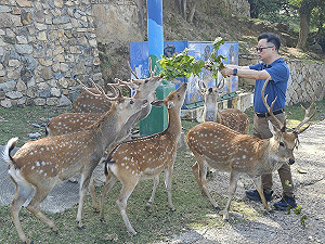 羅文嘉要送一對梅花鹿給對岸 國台辦:沒誠意的譁眾取寵