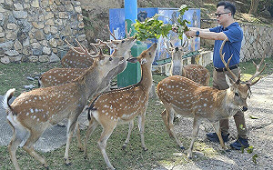 羅文嘉要送一對梅花鹿給對岸 國台辦：沒誠意的譁眾取寵