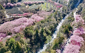 武陵農場櫻花季訂房開跑啦！11/1上午8點半開搶