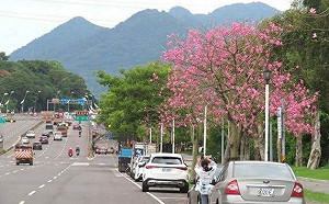 台北街道將迎粉色浪漫！11月美人樹打卡地圖這裡看