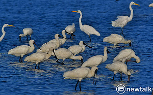 黑面琵鷺保育季10／20登場  黑琵飛抵台南度冬累積300多隻