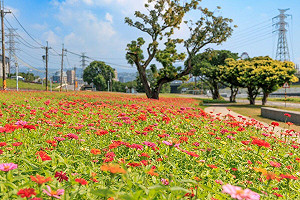 秋天賞花去!北市首波河濱花海爆開 賞花期到11月底