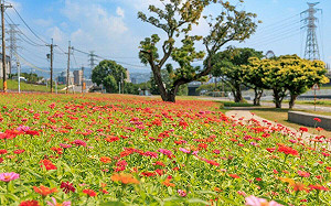秋天賞花去！北市首波河濱花海爆開 賞花期到11月底