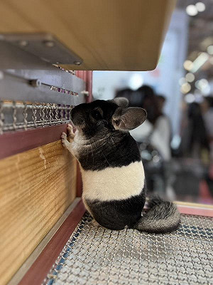 龍貓迷快看過來！台灣第一次國際龍貓大賽 26日台中盛大展出