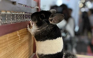 龍貓迷快看過來！台灣第一次國際龍貓大賽 26日台中盛大展出