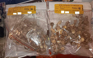 知名火鍋店出包！巴西蘑菇「鎘」含量超標3倍 食藥署：全數下架