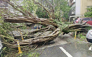 12級陣風狂吹！北市2千棵路樹倒伏慘況曝