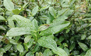 康芮強風摧殘  侯友宜勘查坪林農損爭取中央公告救助