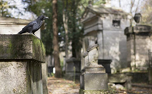 蔡筱穎觀點》法國諸聖節掃墓 墓園保護生物多樣性