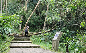 康芮橫掃北市得花一週復原 非重點區域仍是滿目瘡痍