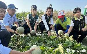 洋香瓜胡麻受損嚴重 林俊憲要求農糧署加速災損審查減少農民損失