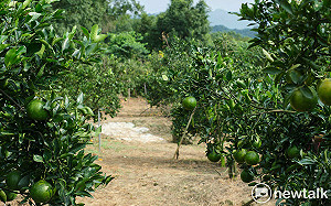 白河柑巴嗲爬山採椪柑周六登場  黃偉哲邀暢遊台南共享酸甜好滋味