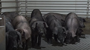 黑豬肉風味恐變？廚餘禁令倒數　農業部推「特製菜單」保住黑豬口感