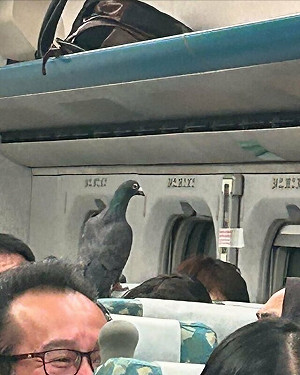 車廂驚見飛鴿亂竄!高鐵怒了:嚴禁帶禽鳥上車、違者拒載