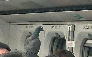 車廂驚見飛鴿亂竄！高鐵怒了：嚴禁帶禽鳥上車、違者拒載