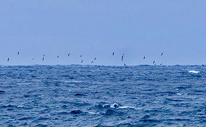 澳洲海灘罕見候鳥陳屍！數千隻短尾水薙神秘死亡 科學家調查原因