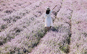 把握粉紅花海！新竹「仙草花秘境」已開6成  協會：下周起滿開