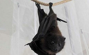 台灣4大神獸「狐蝠」成功野放 林業署：創全台首例里程碑