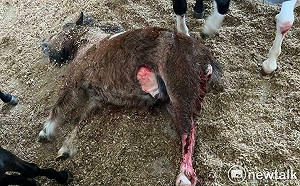 馬場慘遭浪浪攻擊3死3傷  愛心媽還嗆人  台南藍軍請市府祭鐵腕