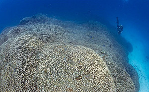 大到「從太空都能看見」! 科學家發現長達30多公尺巨型珊瑚 活了300年