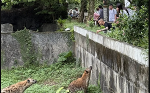 遊客翻越欄杆逗弄餵食斑點鬣狗 北市動物園要告