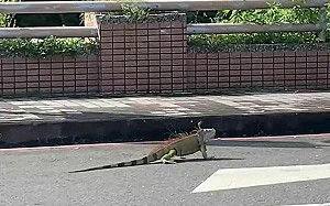 擋不住綠鬣蜥！ 「人道處理」無效？專業粉專：獵人出手或能解危機