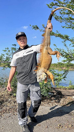 農業部祭「高額獎金」移除綠鬣蜥!生物防治專家:恐變相鼓勵繁殖