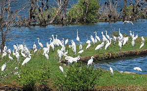 候鳥來了！嘉義6大賞鳥景點  200種鳥類看不完