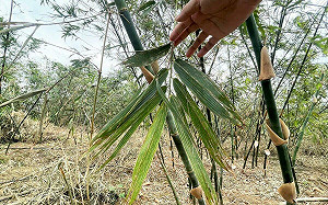 新北市竹筍、茭白筍天然災害現金救助 12/3前可到公所申請